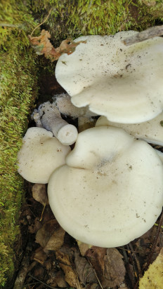 Гриб из Хабаровск