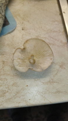 Гриб из Хабаровск