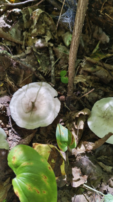 Гриб из Хабаровск