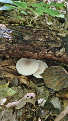 Гриб из Хабаровск