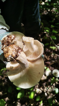 Гриб из Хабаровск