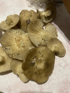 Гриб из Улан-Удэ