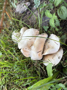 Гриб из Москва