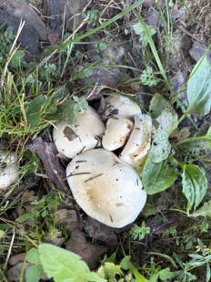 Гриб из Москва