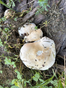 Гриб из Москва