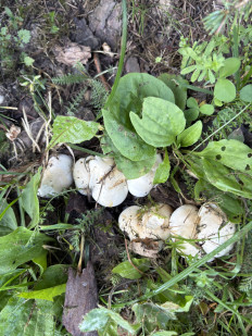 Гриб из Москва