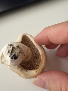 Гриб из Москва