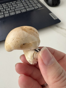 Гриб из Москва