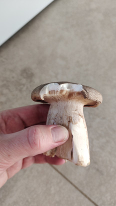 Гриб из Москва