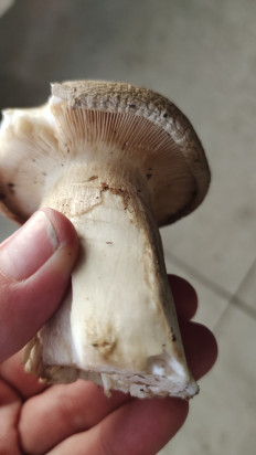 Гриб из Москва