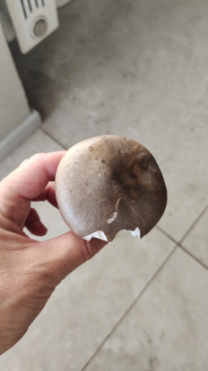 Гриб из Москва