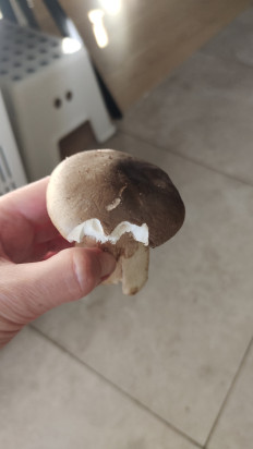 Гриб из Москва