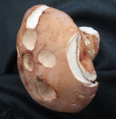 Гриб из Бронницы