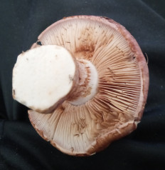 Гриб из Бронницы