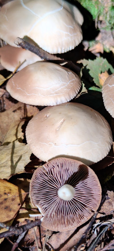 Гриб из Москва