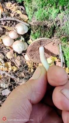 Гриб из Москва