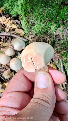 Гриб из Москва