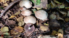 Гриб из Москва