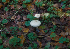 Гриб из Москва