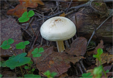 Гриб из Москва