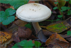 Гриб из Москва