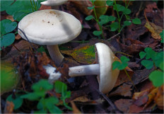 Гриб из Москва