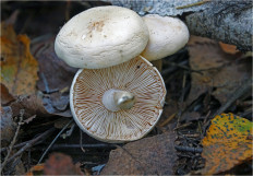 Гриб из Москва