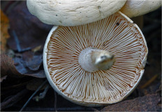 Гриб из Москва