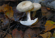 Гриб из Москва