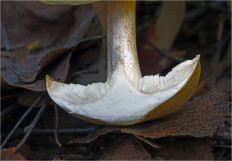 Гриб из Москва