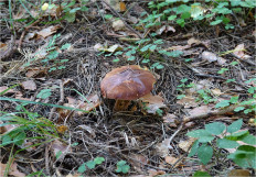 Польский гриб