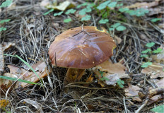 Польский гриб