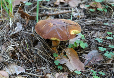 Польский гриб