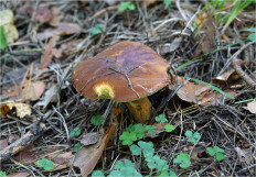 Польский гриб