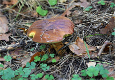 Польский гриб