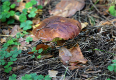 Польский гриб