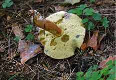 Польский гриб