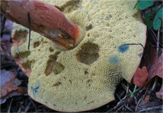 Польский гриб