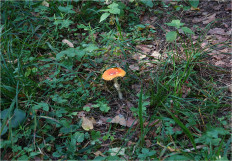 Мухомор красный