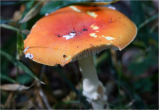 Мухомор красный