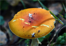 Мухомор красный