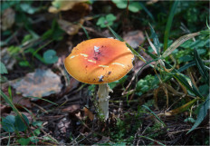 Мухомор красный