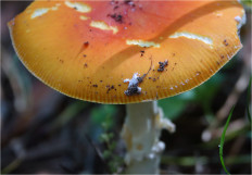 Мухомор красный