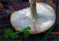 Мухомор красный