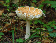 Мухомор красный