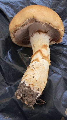 Гриб из Витебск