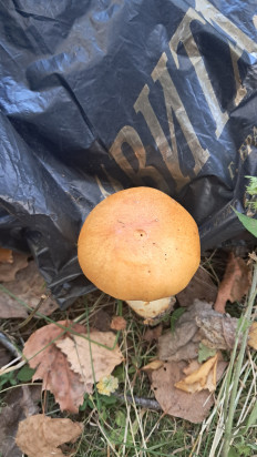 Гриб из Витебск