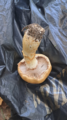 Гриб из Витебск