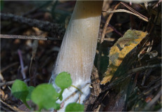 Rhodocollybia Butyracea - Коллибия Азема