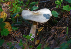 Rhodocollybia Butyracea - Коллибия Азема